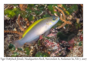 Tiger Dottyback female