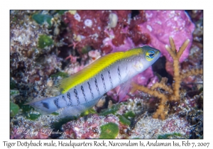 Tiger Dottyback male