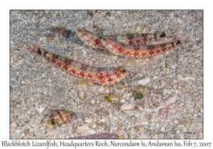 Blackblotch Lizardfish