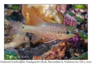 Iridescent Cardinalfish