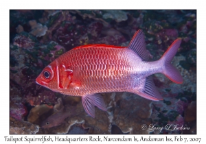 Tailspot Squirrelfish