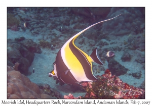 Moorish Idol