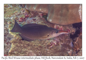 Pacific Bird Wrasse intermediate phase