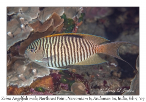 Zebra Angelfish male