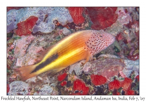 Freckled Hawkfish