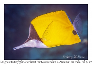 Longnose Butterflyfish