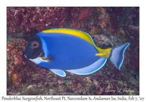 Powderblue Surgeonfish