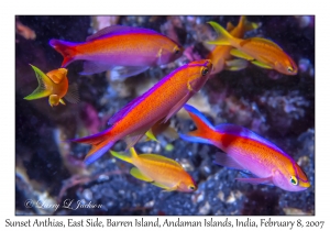 Sunset Anthias