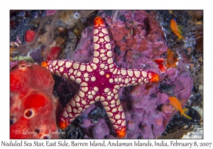 Noduled Sea Star