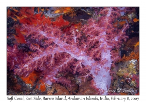 Soft Coral