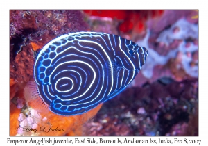 Emperor Angelfish juvenile