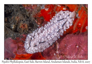 Pipek's Phyllidiopsis