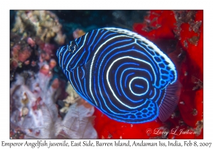 Emperor Angelfish juvenile