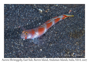 Aurora Shrimpgoby