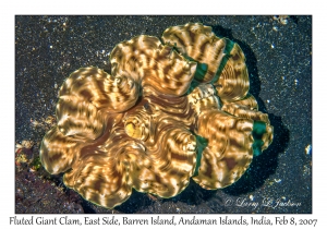 Fluted Giant Clam