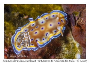 Twin Goniobranchus