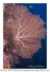 Sea Fan