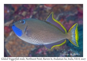 Gilded Triggerfish male