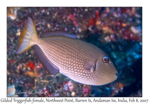 Gilded Triggerfish female