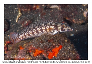 Reticulated Sandperch