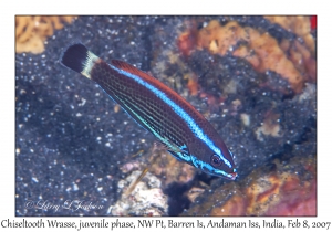 Chiseltooth Wrasse juvenile phase