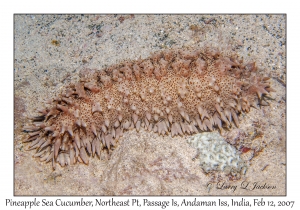 Pineapple Sea Cucumber