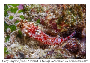 Starry Dragonet female