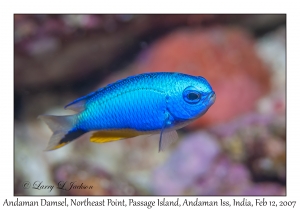 Andaman Damsel