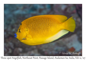 Three-spot Angelfish