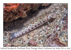 Latticed Sandperch female