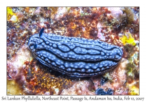 Sri Lankan Phyllidiella