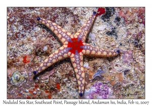 Noduled Sea Star