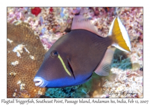 Flagtail Triggerfish