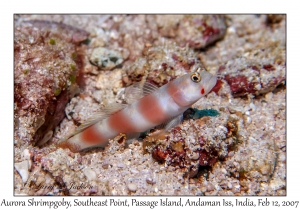 Aurora Shrimpgoby