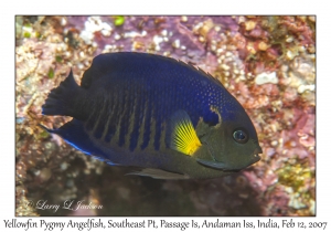 Yellowfin Pygmy Angelfish