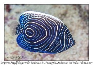 Emperor Angelfish juvenile