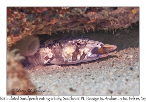 Reticulated Sandperch eating Toby