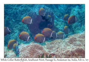 White Collar Butterflyfish