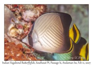 Indian Vagabond Butterflyfish