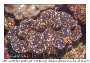 Fluted Giant Clam