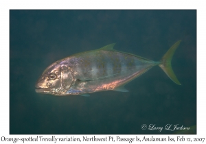 Orange-spotted Trevally variation