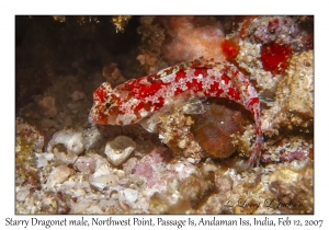 Starry Dragonet female