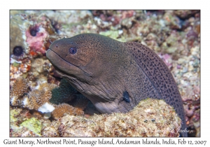 Giant Moray