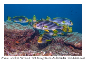 Oriental Sweetlips