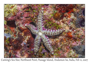 Cuming's Sea Star