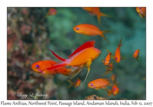 Flame Anthias