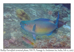 Redlip Parrotfish terminal phase