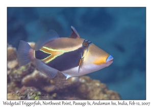 Wedgetail Triggerfish