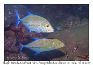 Bluefin Trevally