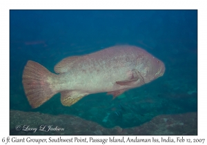 Giant Grouper